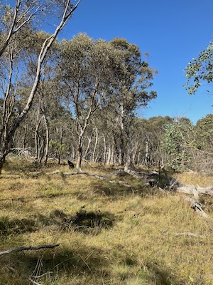 25A
 RC bush2