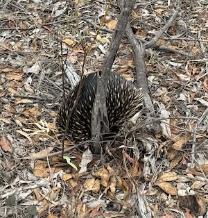 Echidna